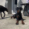 natasha_9223