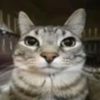 jonax.furbo