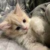 lesahello