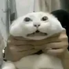 ngn.sn.n