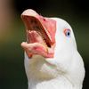 unknowngoose2
