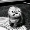 korochka_._