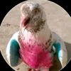 user2661203920304ahmadwa