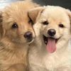 johrpoo