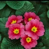 polymery7