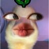 bunga.aurorah