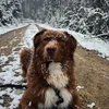 leotheaussie