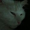 my.cat414
