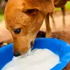 kiyoganyi_pets_farm