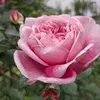 thuyhanh5.5.2024