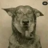 yoshi_js