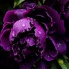 flowers42759