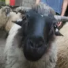 ruzaaabuza