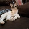 saima.khan4611