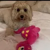 rocco_492