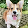effexorandpaws