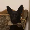 ozi_2137