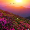raja.ibrar372