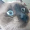 jorkmaster1513