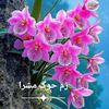 ardawar4