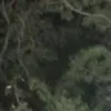 baguioels