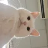 linhtalinhtinho.0