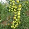 shahab.shahab24