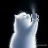 zanyarsalman5