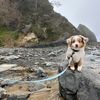 cody.the.toy.aussie