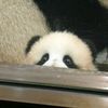 111pandanotfound