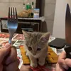 i_eat_my_own_poop._