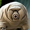 tardigradeboss