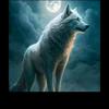 .loup5