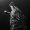 graywolf5.0