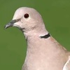 femaledove