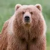 bear2133