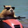 only.capybara0