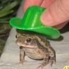 deardearfrog