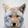 koyote_t