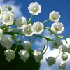 an.nguyn4359