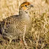 teetarbirds61
