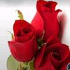 kabeer_gull8