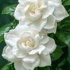 mohammed.ayoub69