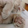 petrajeftic