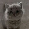 ilovemycatmilosoomuch