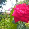 adelamorsles12