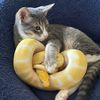 fivelittlekittens