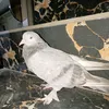 dgj.djo123456