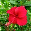 dulal9668