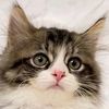 catohtani